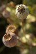 Poppyheads top view