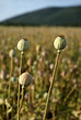 Closeup view of three poppyheads