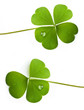 shamrock