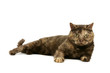 Tortie cat
