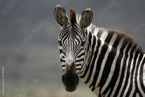 Zebra - Serengeti Safari, Tanzania, Africa Zebra - Serengeti Safari, Tanzania, Africa