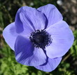 Anemone