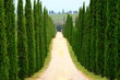 Zypressenallee, Wanderweg, Toskana, Italien