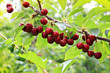 Cherries