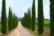 Zypressen mit Weg, Val d'Orcia, Himmel,Toskana,Italien