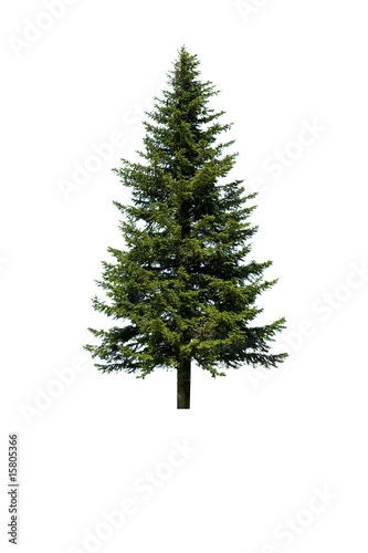 Tannenbaum Tannenbaum