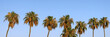 Palm Trees Panoramic