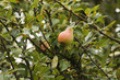 Birne am Baum