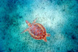 turtle shell
