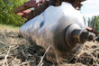 closeup agricultural machine on the field