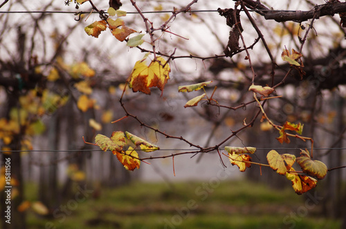 Photo: Vigneto in autunno Vigneto in autunno