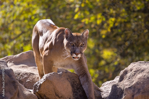 Puma 1