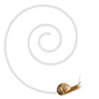 escargot et spirale