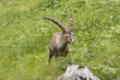 Steinbockherde2