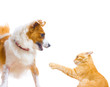 The battle between dog and cat