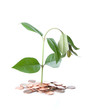 Ailing Money Tree
