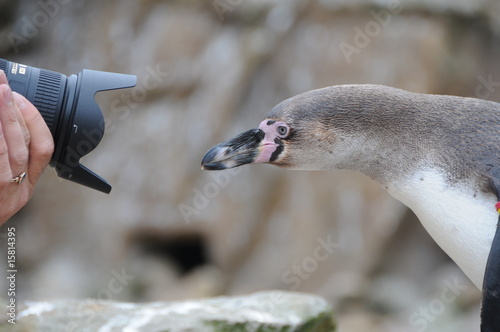 Foto: Pinguin Pinguin
