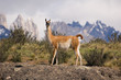 Photo: Guanaco (Lama Guanicoe) in a mountain landscape Guanaco (Lama Guanicoe) in a mountain landscape