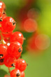 currant