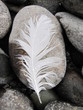 Feather on a rock