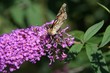 Vanessa cardui