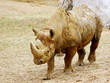rhinoceros