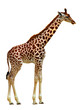 girafe