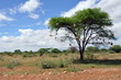 SAVANE AFRICAINE