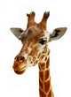 tête de girafon
