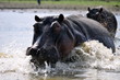 HIPPOPOTAME ENERVE