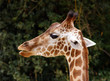 tête de girafe