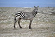 ZEBRE