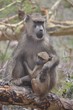 FAMILLE SINGE