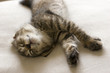 子猫