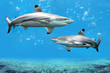 Blacktip Reef Sharks Swimming in Tropical Waters Blacktip Reef Sharks Swimming in Tropical Waters
