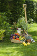 Fresh vegetables and plants Fresh vegetables and plants