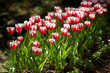 shining red tulips shining red tulips
