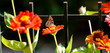 Farfalla Vanessa