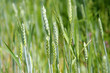 Green wheat close up at spring Green wheat close up at spring