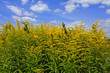 LANDSKAPE WITH ''SOLIDAGO'' 1