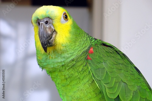 Photo: Amazon Parrot Amazon Parrot