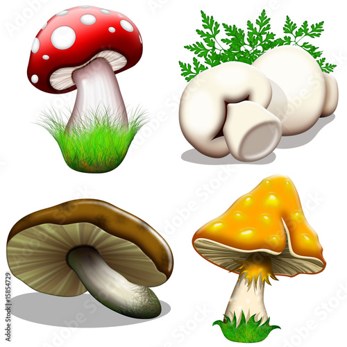 Illustration: Fungo-Mushroom-Champignon Fungo-Mushroom-Champignon