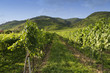 Weinberg in der Wachau