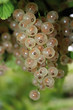 Weiße Johannisbeeren