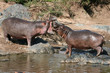 Hippos Fighting in Africa