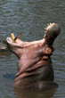 Hippo Mouth Wide Open in Africa Hippo Mouth Wide Open in Africa