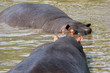 Hippos Fighting in Africa