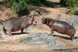Hippos Fighting in Africa