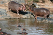 Hippos Fighting in Africa