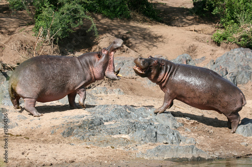 Photo: Hippos Fighting in Africa Hippos Fighting in Africa